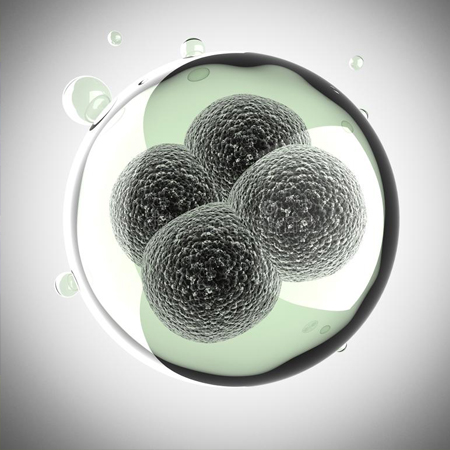 植物血球凝集素(pha)